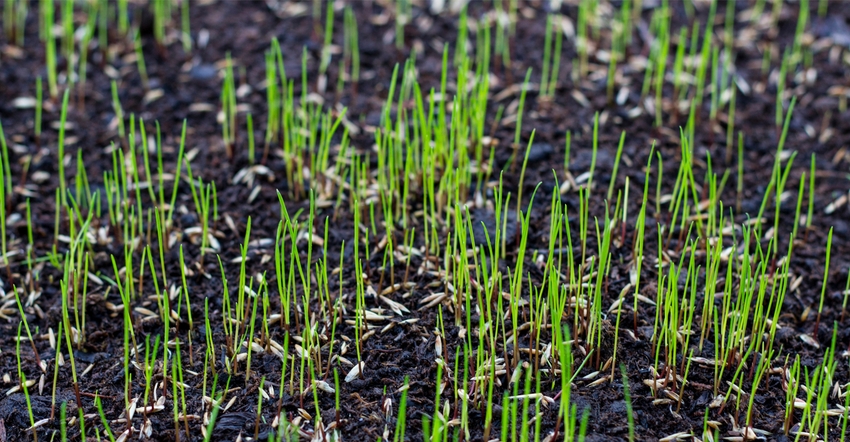 Will grass seed grow after a frost Experts offer their cold weather lawn growing tips