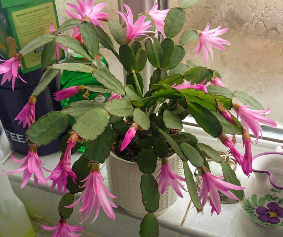 How often should I water my Christmas cactus