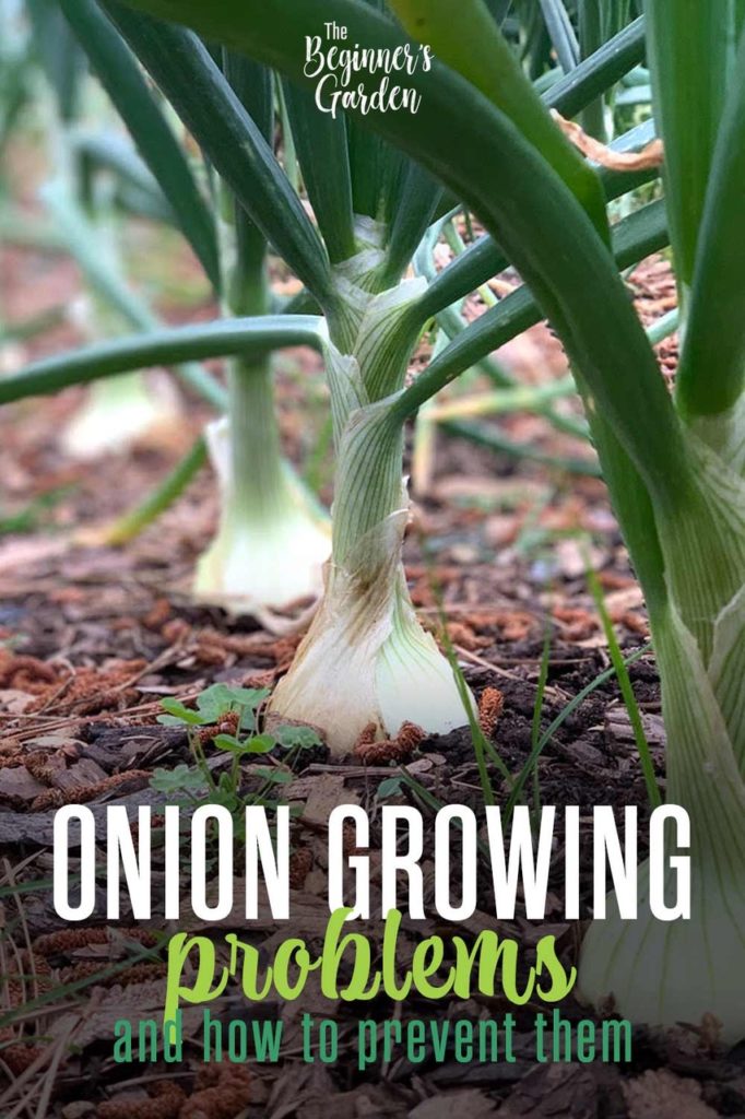 1 Growing the wrong type of onions