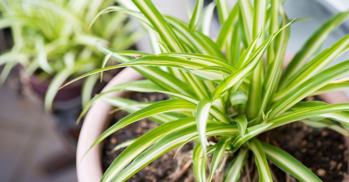Benefits of spider plants – 4 reasons why you should invite this plant into your home