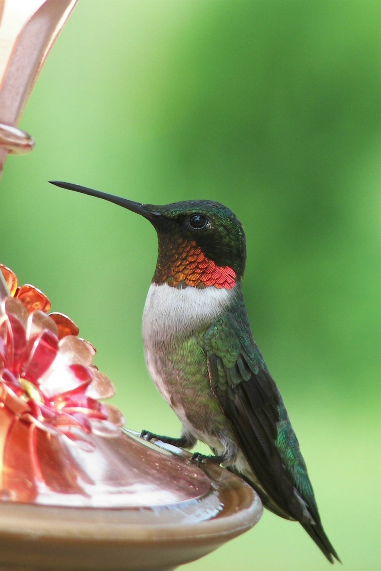 2 Hang up hummingbird feeders