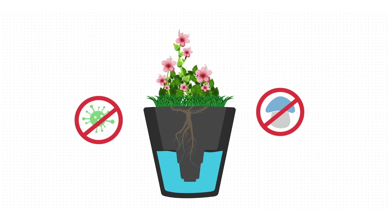 Do self-watering planters cause root rot?