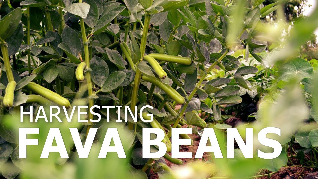 Harvesting fava beans is all about timing and technique – this is what I've learned from my years of picking them