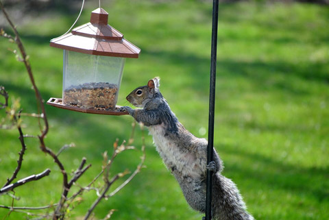 How to keep squirrels away from bird feeders – 5 must-try tips from the experts