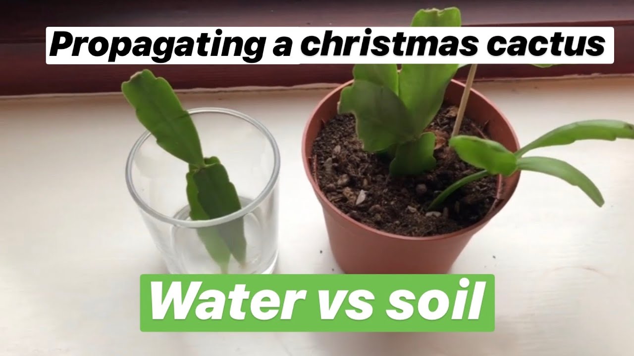 Will a Christmas cactus root in water And the easy steps to success