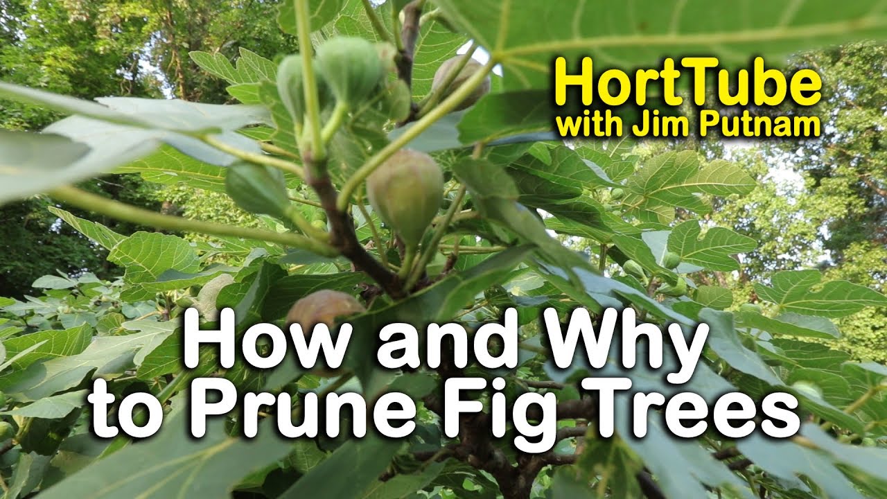 How to prune a fig tree – everything you need to know