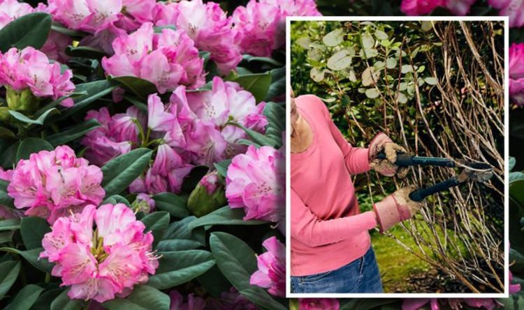 Pruning young rhododendron