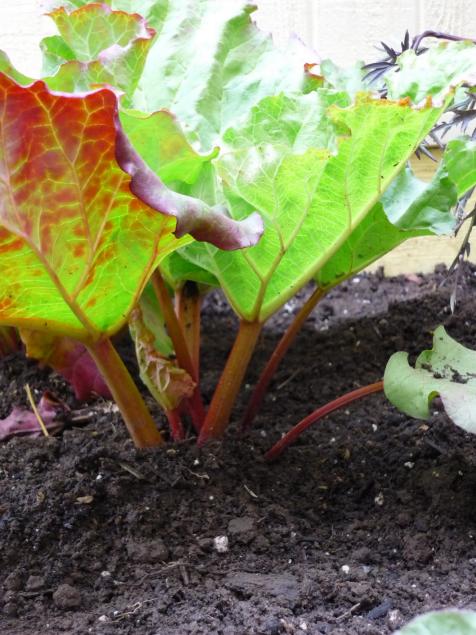 How to grow forced rhubarb – easy steps to crop pieplant early