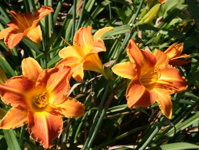 Should you cut back daylilies in the fall Experts offer their advice for this perennial plant