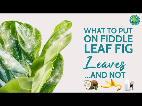 How to clean fiddle leaf fig leaves – these foolproof solutions will keep plants lush and leafy