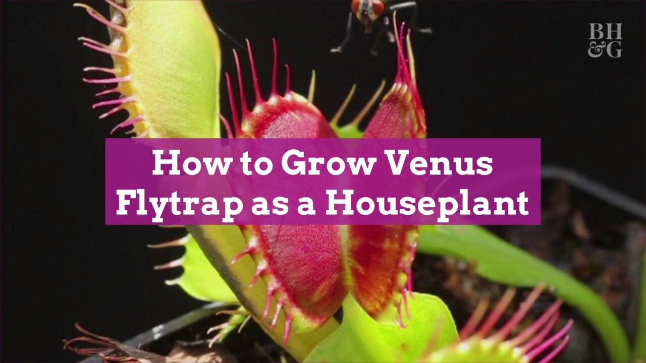 How to care for a Venus flytrap – to keep it thriving