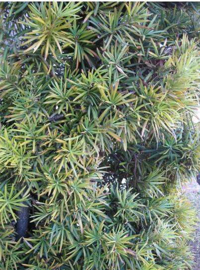 Podocarpus care and growing guide – expert tips for these coniferous trees