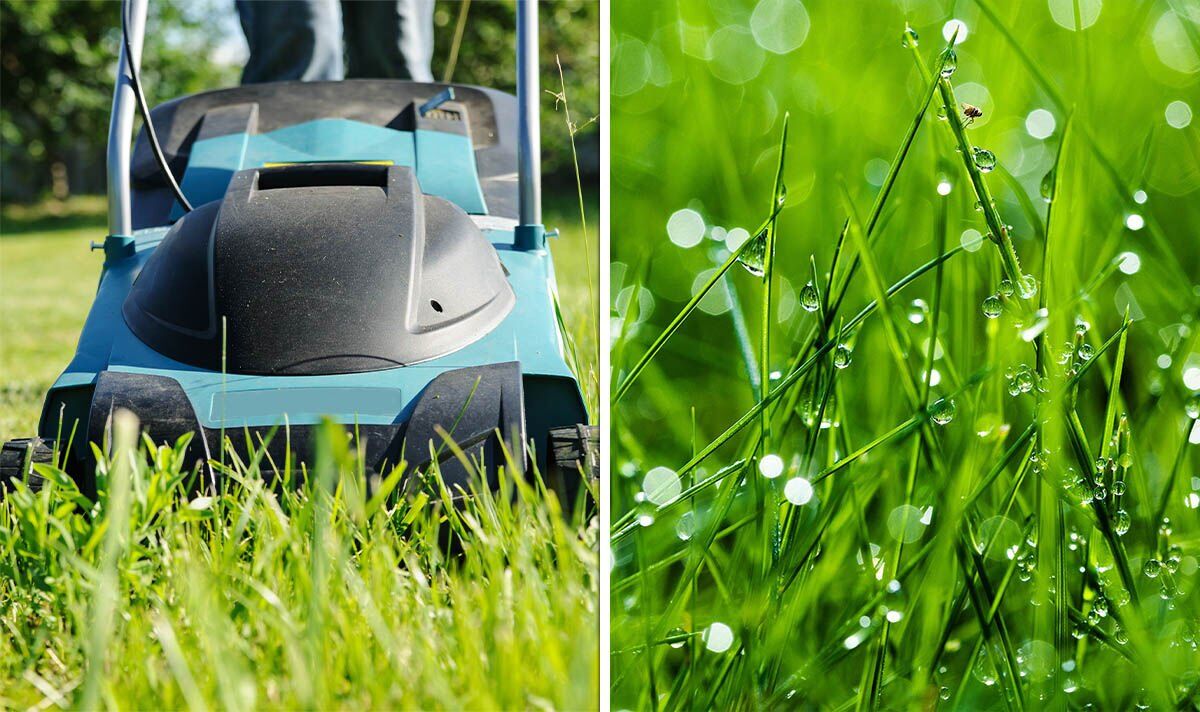 How long you should leave a lawn after it rains before mowing