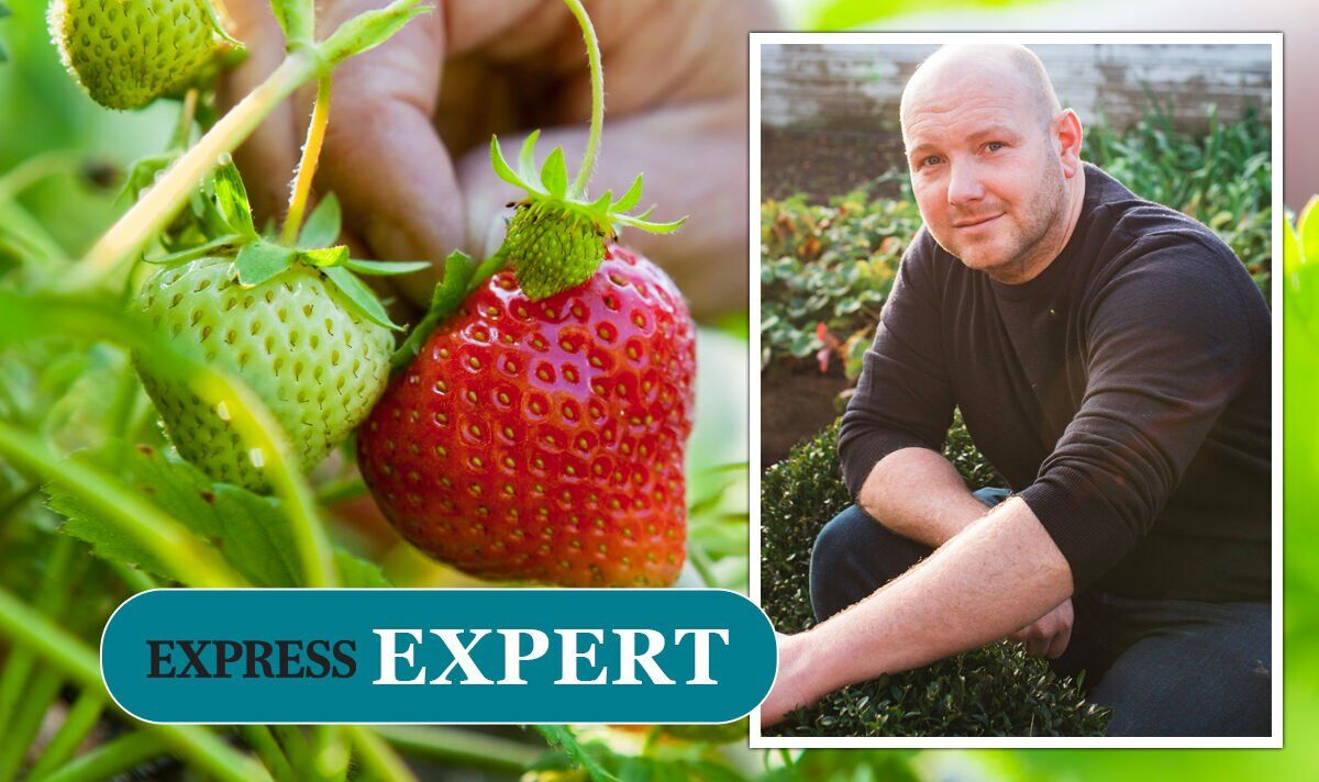 Can you grow strawberries from a strawberry