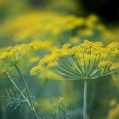 How to grow dill – for fabulous flavor in the kitchen