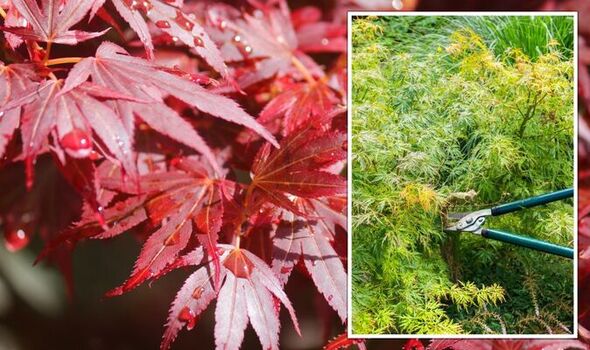 When and how to prune Japanese maple trees – for a glorious display