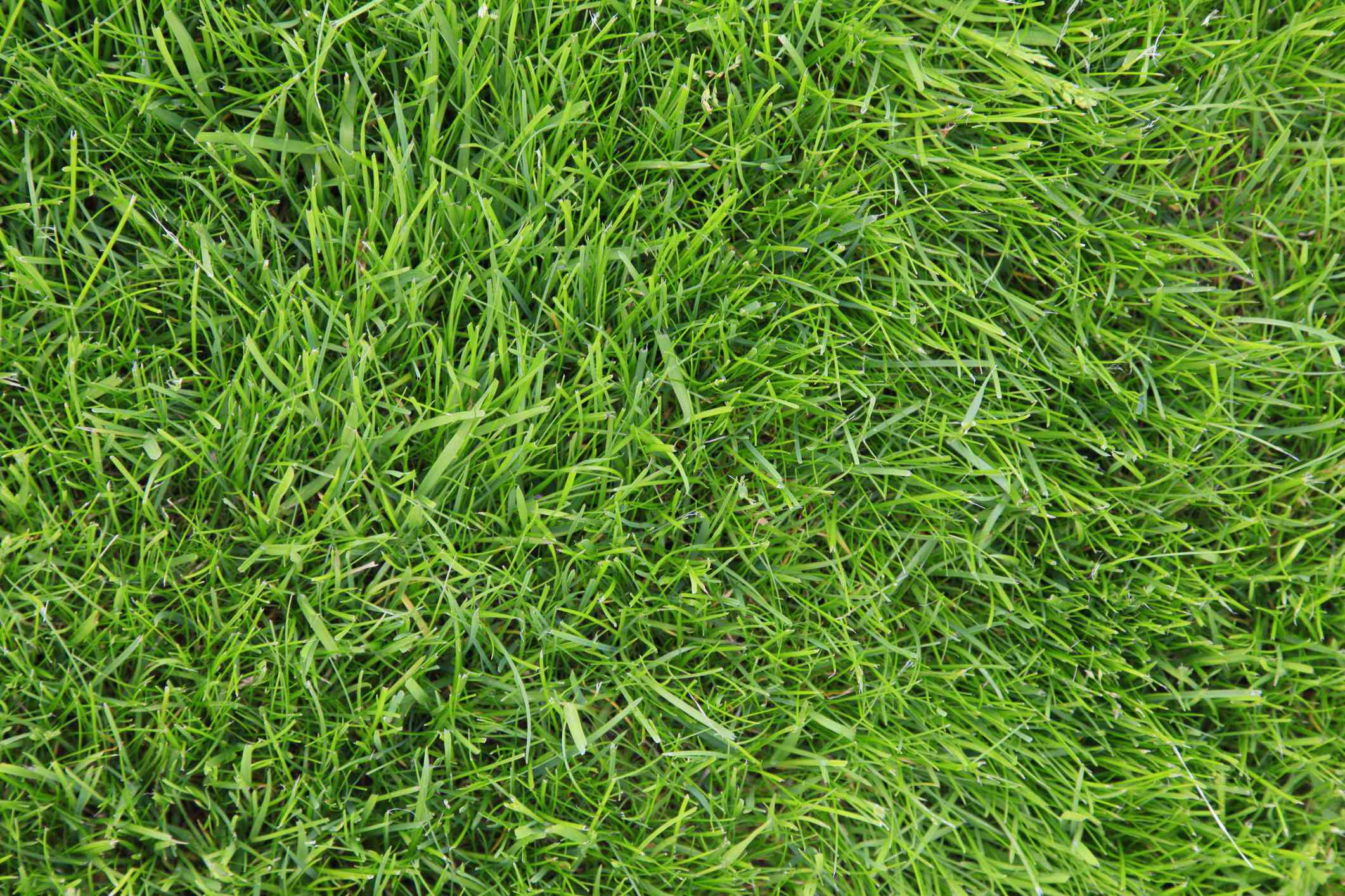 The best drought-tolerant cool season grasses
