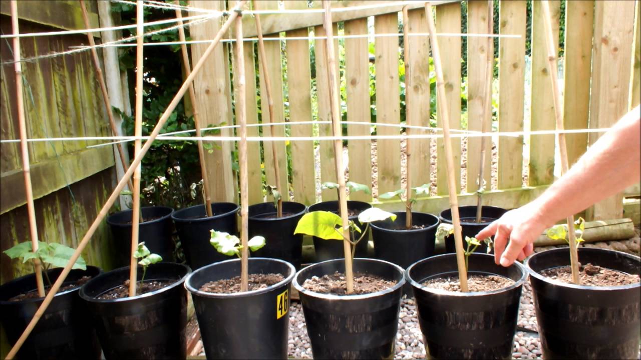 How to grow runner beans – from seed and in pots