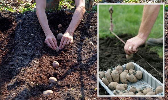 7 potato growing problems that could ruin your crop – plus expert tips on how to avoid them