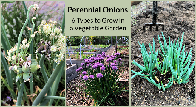 What are short day onion and long day onion varieties