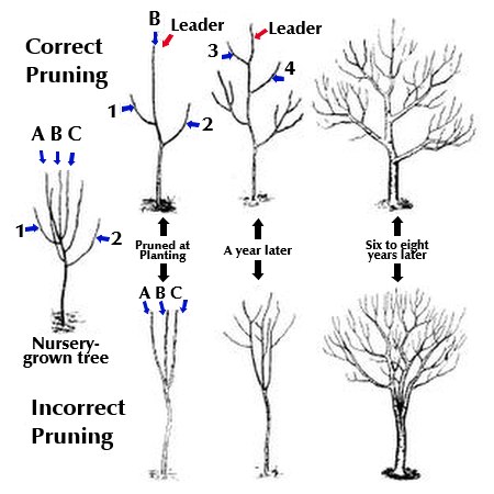 2. Start by removing dead or damaged branches
