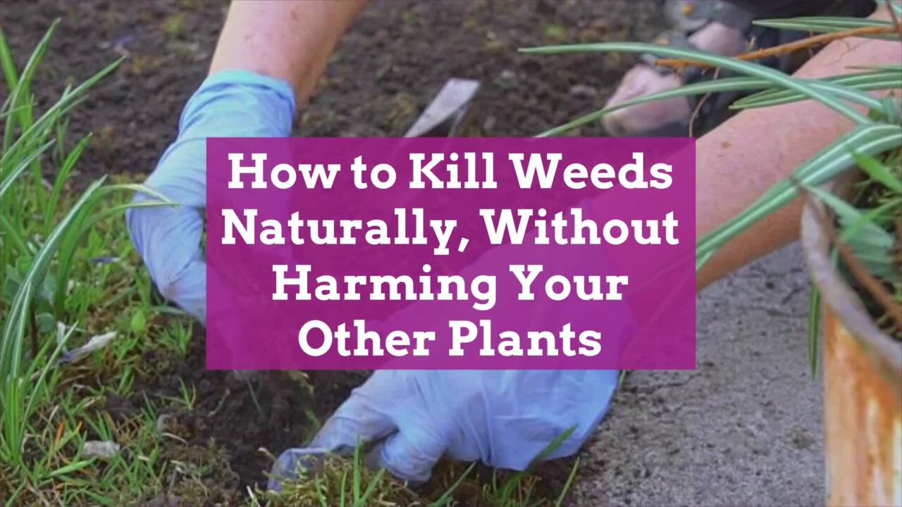 Using herbicides in flower beds