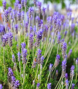 Caring for Lavender
