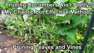 How to prune cucumber plants