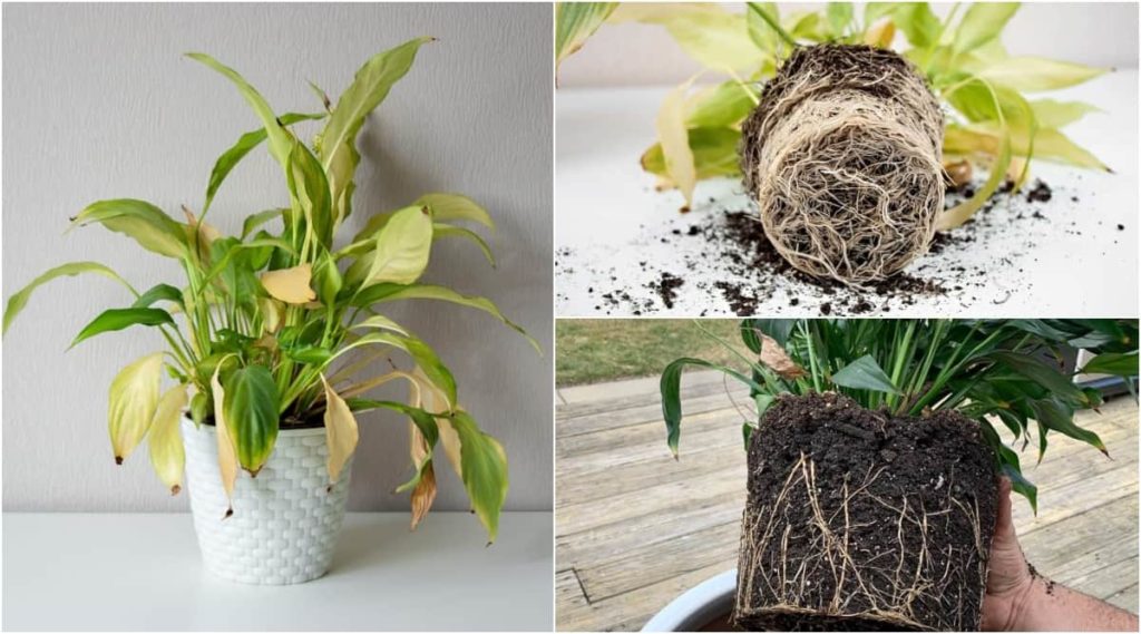 3 key reasons that cause a peace lily to turn yellow