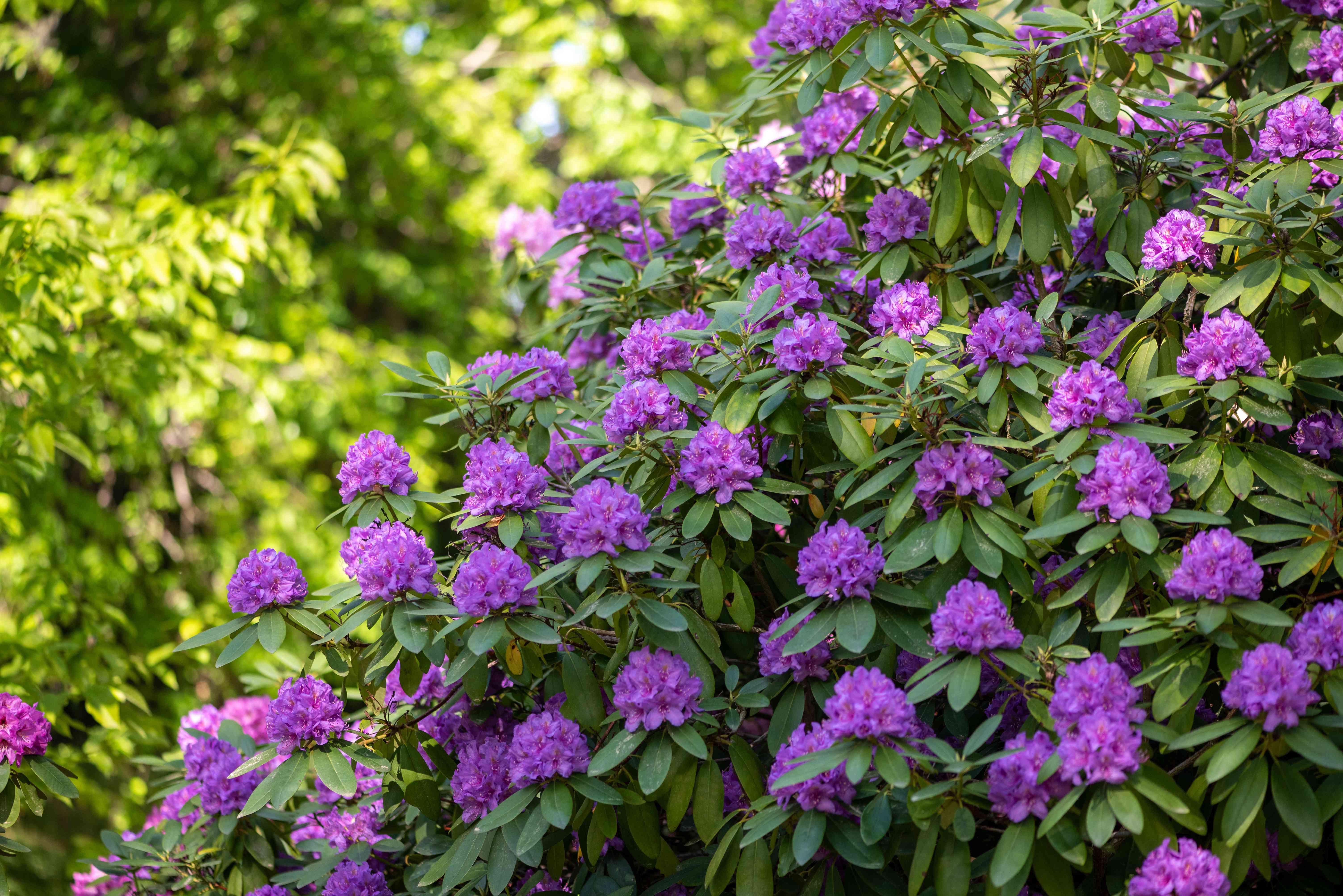 Best fast-growing shrubs – 14 recommended varieties to plant
