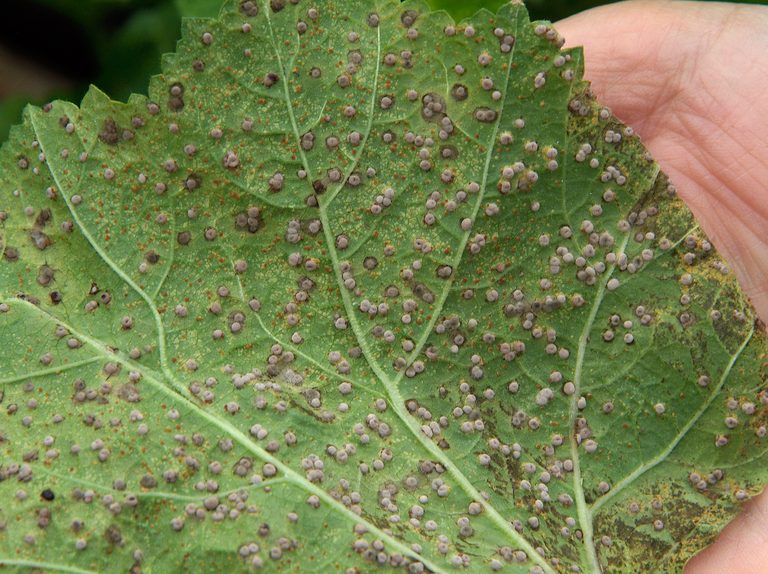 Stop hollyhock rust from sabotaging your plants with these 3 expert-approved tips