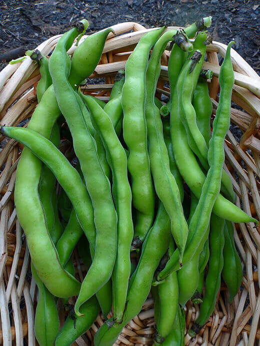 What are the signs that fava beans are ready to be harvested
