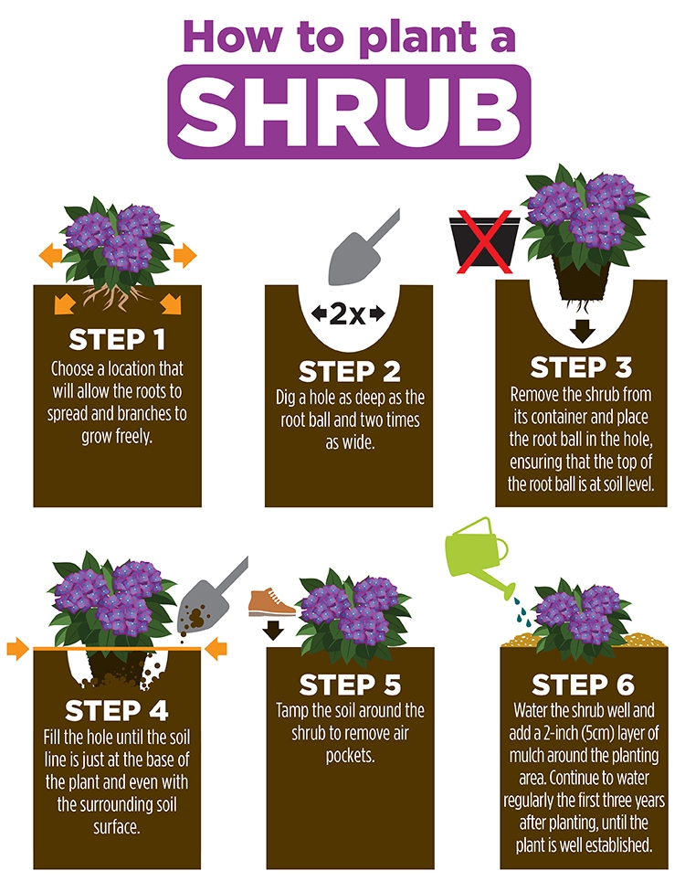 How far apart should you plant shrubs