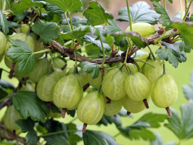When to plant gooseberry bushes