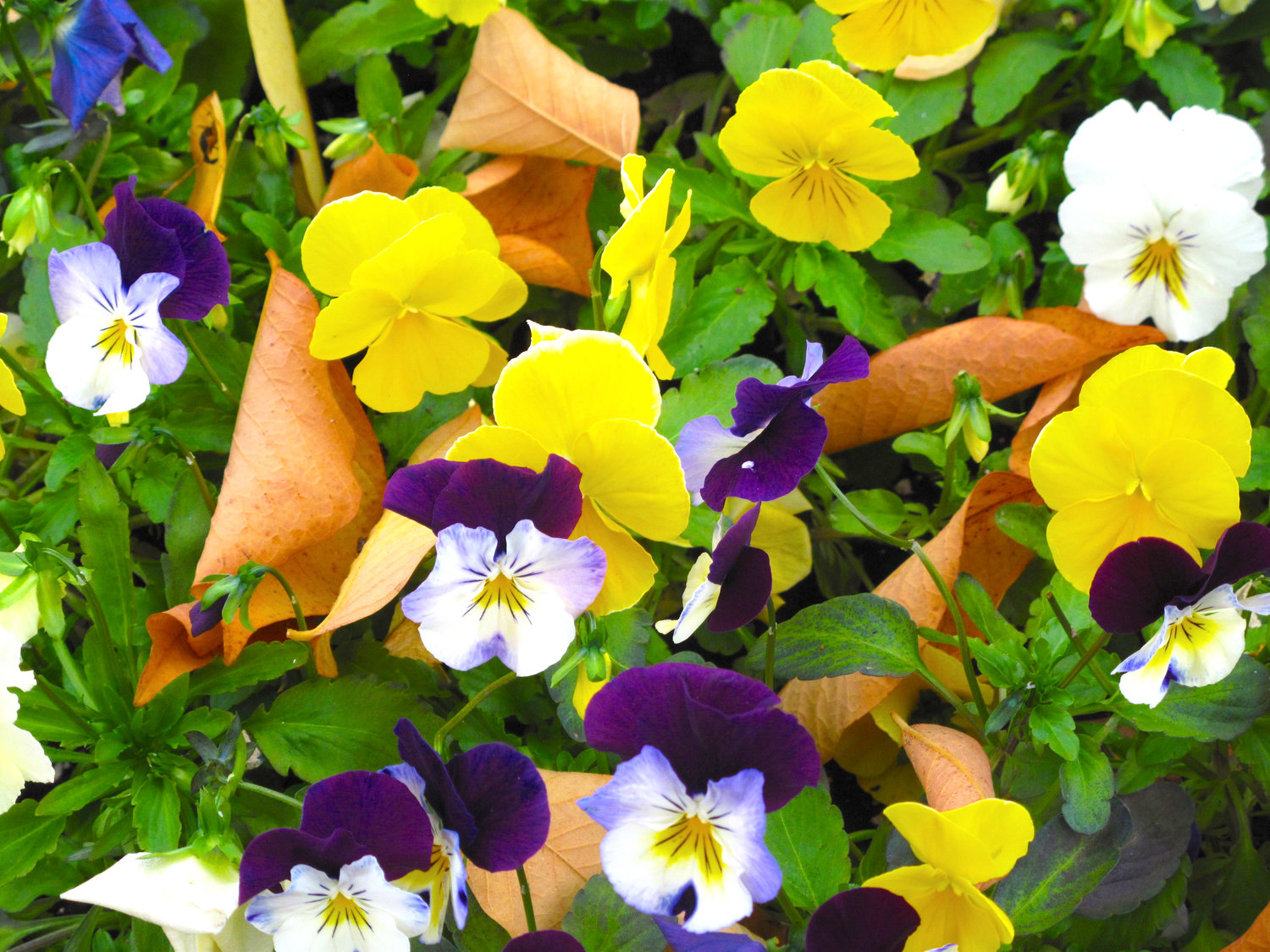 1. Buying pansy seeds