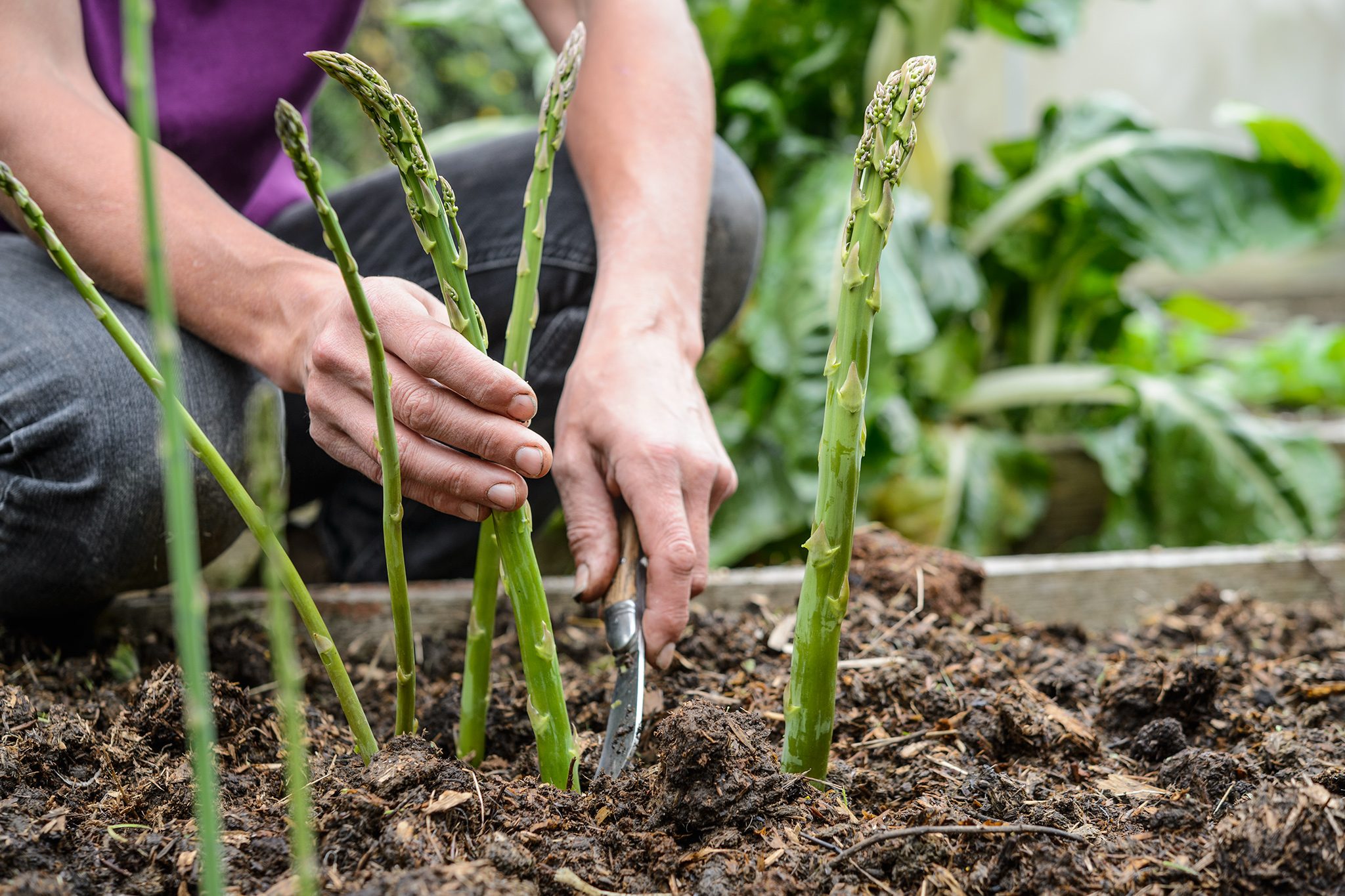 Companion plants for asparagus
