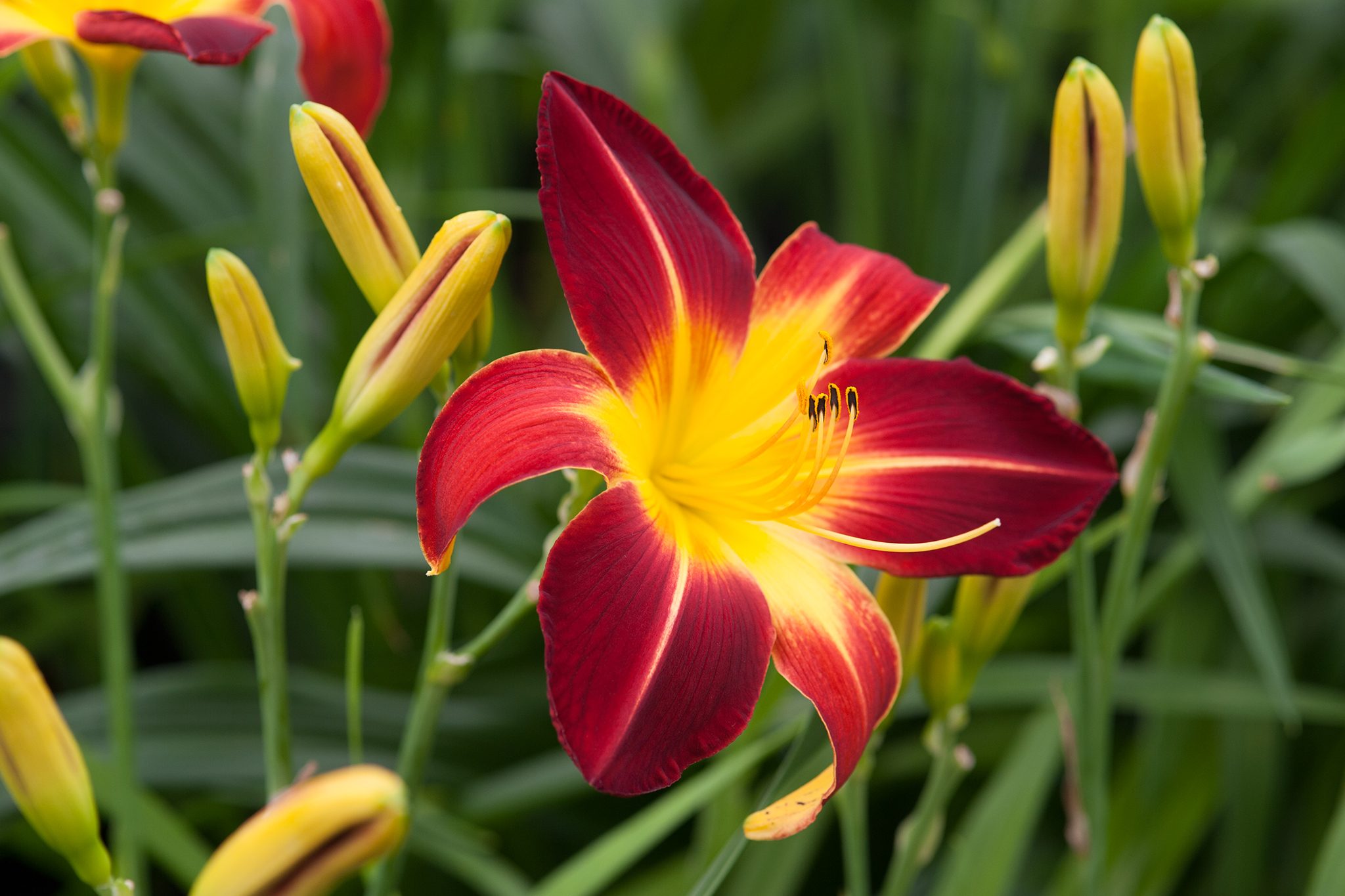 When to plant daylilies