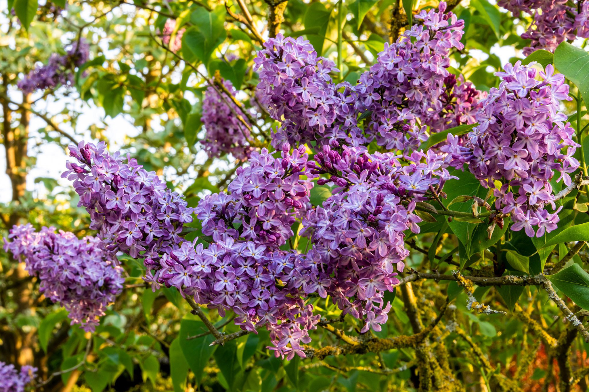 How to grow lilacs from suckers