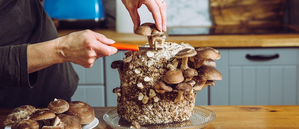 How to grow mushrooms inside