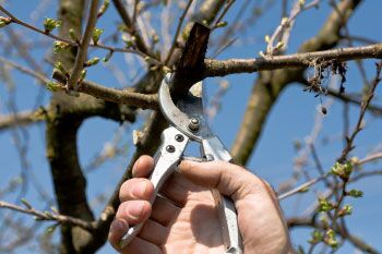 Should cherry trees be pruned every year