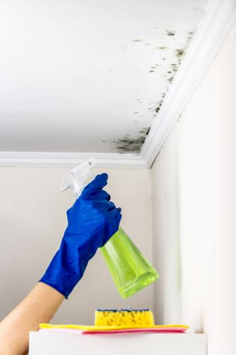 The easiest way to get rid of bathroom ceiling mold