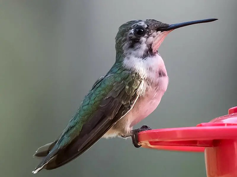 How to offer hummingbirds a place to perch in your yard
