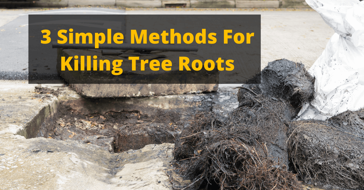 Other methods to kill tree roots