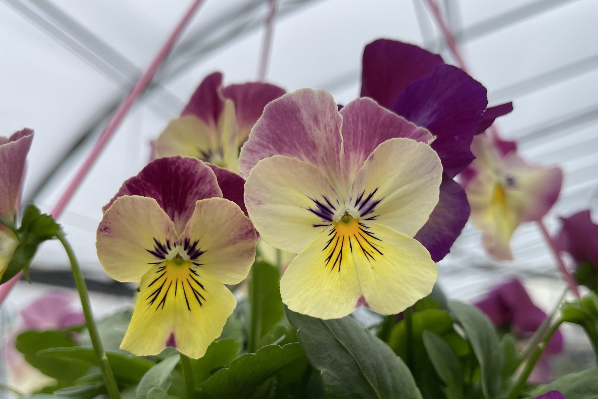 Gardening enthusiasts love pansies and violas for their vibrant colors and cheerful blooms. These popular flowers are perfect for adding a splash of color to any garden or container. If you want to have even more of these beautiful flowers in your garden, there are three easy ways to propagate them.