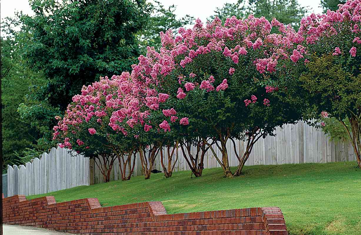 9 Best fast-growing flowering tree for color