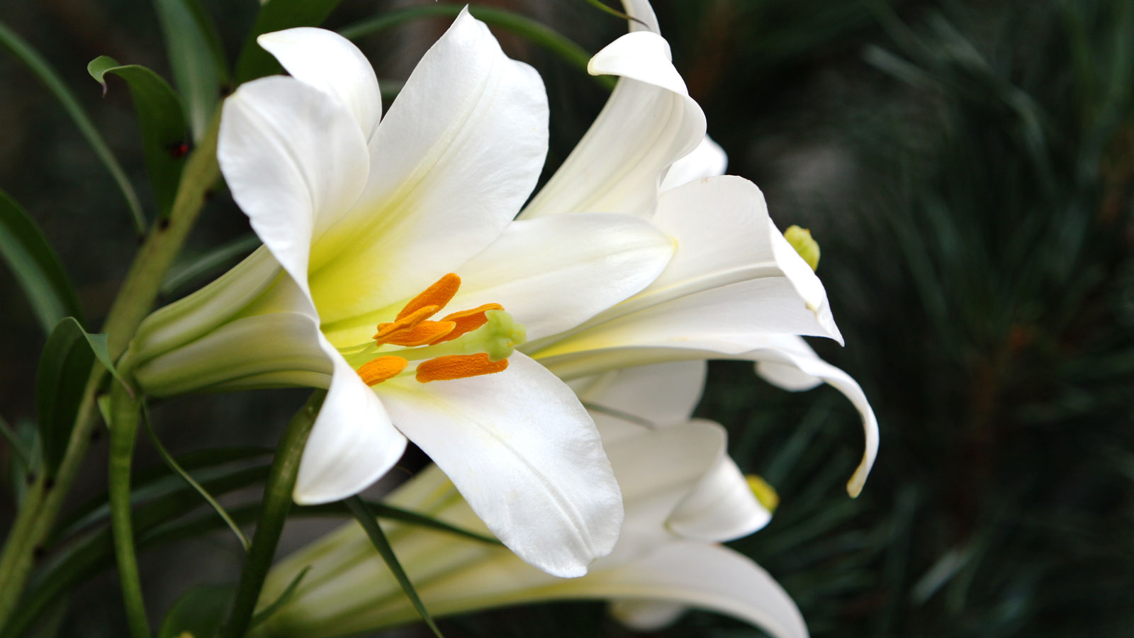 5 reasons why your Easter lily may not be blooming