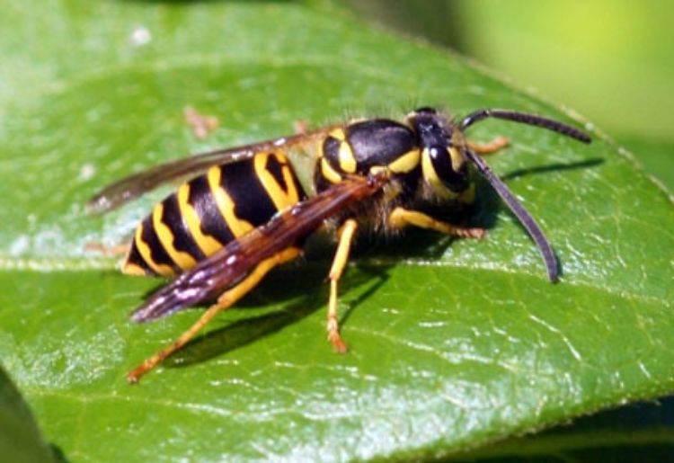 Can WD-40 kill wasps