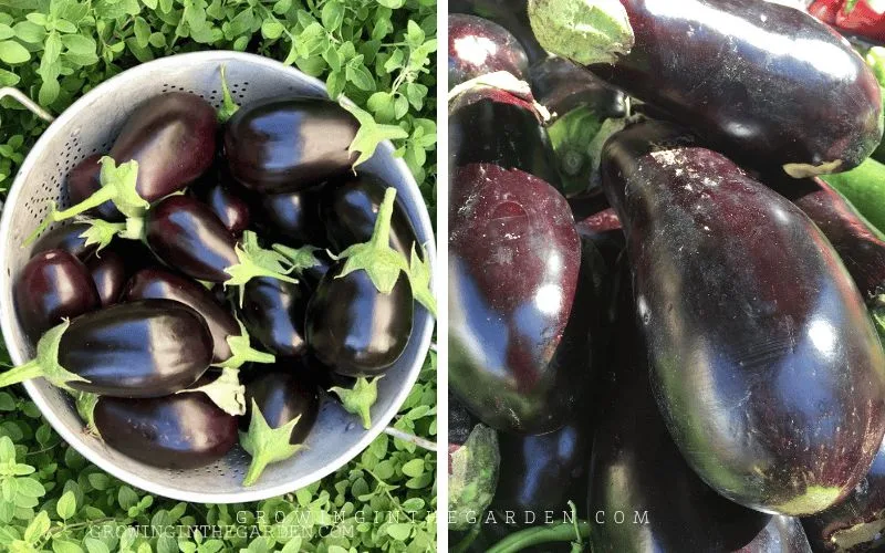 When to pick eggplant – for the perfect flavorful fruit