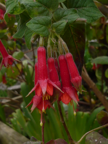 How to overwinter fuchsias – with expert advice