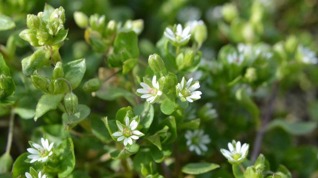 How to get rid of chickweed – quick tips for tackling this backyard interloper